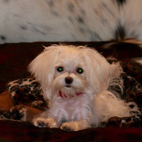 Meet your Posher, Giselle - Picture 3 of 4